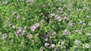 Фацелия цветение и ошибки при посадке.