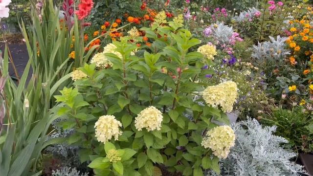 КУПИЛА новую ГОРТЕНЗИЮ!Малина,клубника,яблоки растут, смотреть онлайн