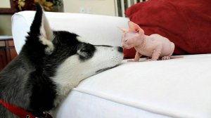 ПРИКОЛЫ С ЖИВОТНЫМИ ДО СЛЕЗ #187 Смешные КОТЫ И СОБАКИ  Приколы