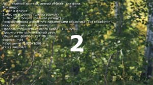 Зелёный летний лес фоном, с разным фокусом (купить видео)