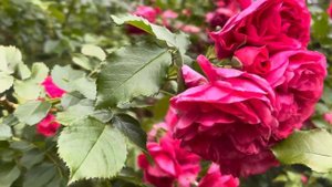 Роза плетистая «Розариум Ютерсен (Rosarium Uetersen)» - красот?