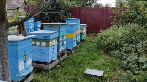 ИЗОЛИРОВАТЬ МАТОК В ЗИМУ ИЛИ НЕТ ???   ЧТО СКАЗАЛИ ПЧЁЛЫ