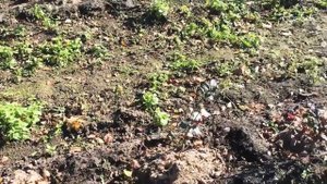 Посадка голубики 1 сентября