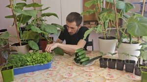 Подкормка огурцов на подоконнике . Мой лучший метод !