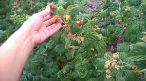 Малина ремонтантная , сорт Зюгана (Сюгана)