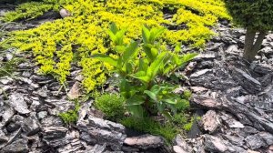 КРУГЛАЯ КЛУМБА. ВТОРОЙ ПРИРОСТ У КАНАДОК!? ТУЕВИК И ЛАВ