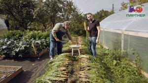 ЖЕЛТАЯ МОРКОВЬ ПРЕВЗОШЛА НАШИ ОЖИДАНИЯ!