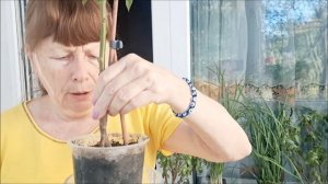 НЕ ВЫБРАСЫВАЙТЕ ГОРЬКИЙ ПЕРЕЦ ПЕРЕСАДИТЕ В ГОРШОК ОТВ