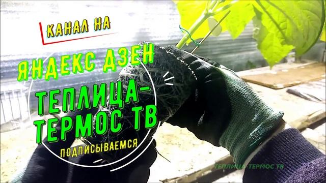 Студия ТЕПЛИЦА-ТЕРМОС ТВ представляет: Видео про мой к