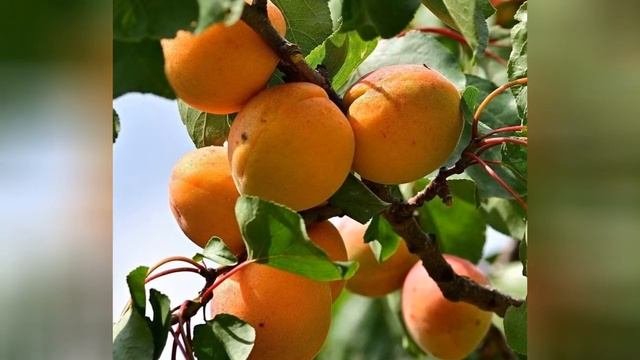 АБРИКОС  (ARMENIACA)  сем. Розоцветные