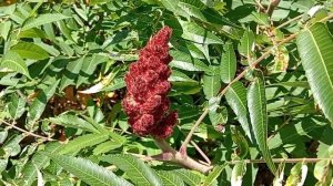 Как растёт сумах...