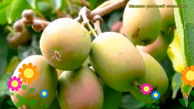 Актинидия аргута Вейки фэмели. Краткий обзор, описани? смотреть онлайн