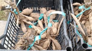 Хранение клубней георгин в погребе и их состояние пер?