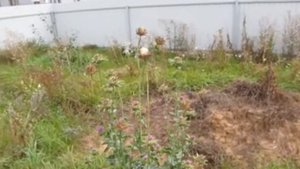 Расторопша пятнистая. Особенности роста и плодоношен?