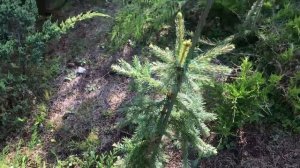 Хвойный Сад Надежды. Сравнение елей сербских