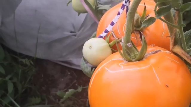 Теплица номер 2. Обзор Второй Боковой Грядки, 24 августа смотреть онлайн