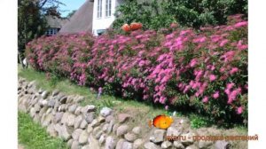 Спирея японская Неон Флэш (neon flash) 🌿 обзор: как сажать,