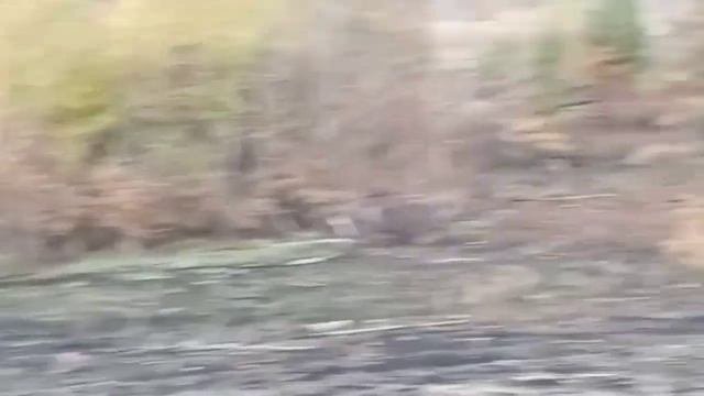 Станица Луганская. Лес сгорел, а трава растет. Грибов н
