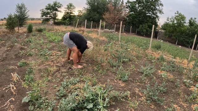 ВЫКОПАЛА ВЕСЬ ЧЕСНОК смотреть онлайн