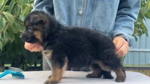 Баларис ТЕСЛА,  1 месяц 5 дней.