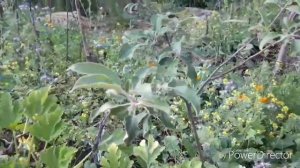 Пермакультурный опыт приобретаем