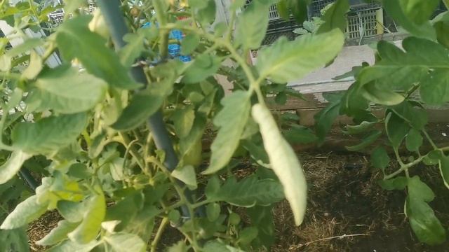 Белокрылка.Попробую новый метод борьбы с этой бабочко смотреть онлайн