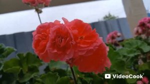 Мои пеларгонии на 14 августа/ подводим итоги сезона2025/ ?