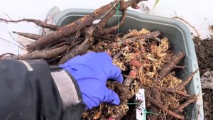 Посадка пионов 🌱поздней осенью 🍂