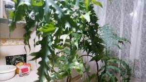 НЕОБЫЧНЫЙ способ размножить ПАПОРОТНИК, опыт и советы