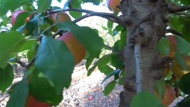 Яблоня РОЗЕЛЛА: имунный сорт с высокой урожайностью и смотреть онлайн