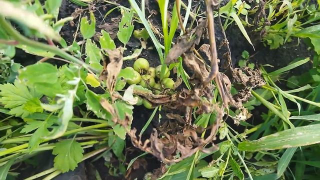 Если листья на стеблях съел фитофтороз корнеплоды кар смотреть онлайн