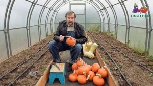 ВИТАМИННАЯ БОМБА! ТЫКВА ОРАНЖ САММЕР