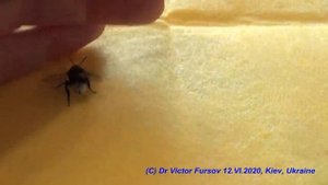 Как и Почему Шмель Приклеился в мед? Как Шмель Чиститс?