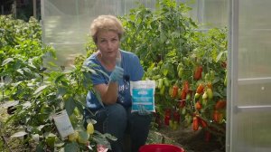 Суперурожайные томаты - технология АС-35