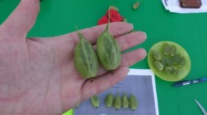 ОРФЕЙ крыжовник