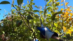 Обрезка груши  Формировка низкой кроны