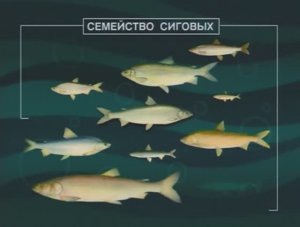 Почему считается, что Сиги из рода Coregonus в северных реках заменили рыб из семейства Карповые ?