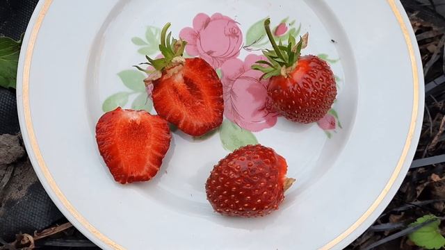 Обзор сорта клубники Царица смотреть онлайн