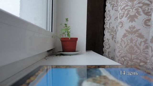 Росток смотреть онлайн