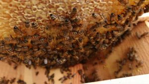 Кенийский улей - подготовка к зимовке