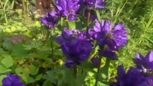 Карпатский колокольчик и не только…MOV