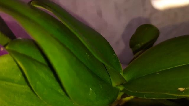 Желтеет лист у основания? Основные причины смотреть онлайн