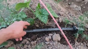 Капельный полив арбузов под пленкой #dripirrigation #watermelon #wat