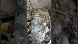 Выращивание вешенки без мицелия на картоне