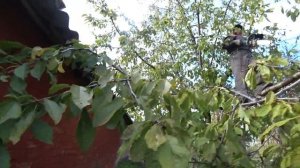 Омоложение СТАРОЙ ВИШНИ Дима на ВЕРШИНЕ ЧЕРЕШНИ Наш Б?