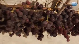 Как сохранить урожай винограда до Нового года