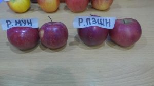 Красномякотные сорта яблок.Обзор и дегустация.