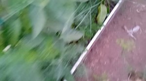 СИСТЕМА ПОЛИВА ТЕПЛИЦЫ СВОИМИ РУКАМИ ИЗ ПОЛИПРОПИЛЕН?