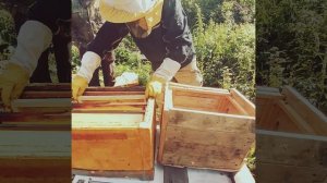 Мой первый рой пчел, который я поймал.