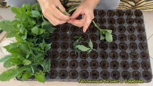 Как правильно укоренить георгины Патио.#георгины #цве?